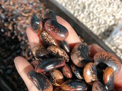 -卜蜂莲花(辽阳西路店)