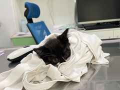 -汪喵宠物医院·骨科心脏影像·犬猫急重症ICU诊疗中心(成华分院)