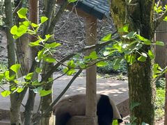 -中国大熊猫保护研究中心雅安碧峰峡基地