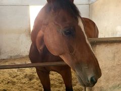 -松声马术俱乐部