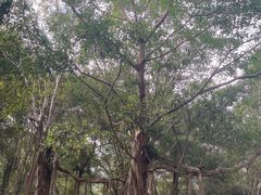 -中国科学院西双版纳热带植物园
