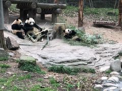 -都江堰中华大熊猫苑