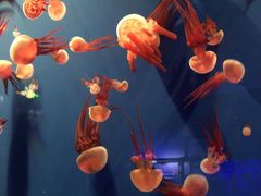 -成都浩海立方海洋公园