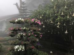 -四季酒店下午茶