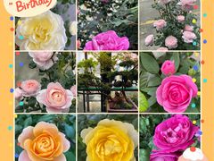 -金科花卉市场