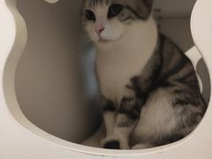 -猫域·湾主题猫咖·宠物吧(南坪城市广场店)
