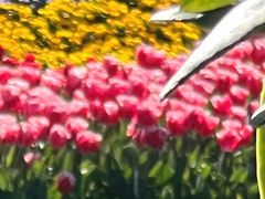 -Apple零售店(玄武湖店)