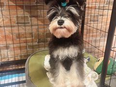 -悠尼宠物·独立低压伊珊娜洗护·美容·寄养(兰谷路店)