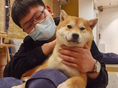 -南京Hallo宠物乐园·哈罗犬舍·柴犬繁育基地