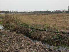 -长田漾湿地公园
