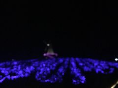 -大塘金香草谷