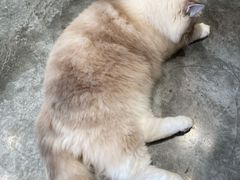 -瞄一喵猫咖(格力海岸店)