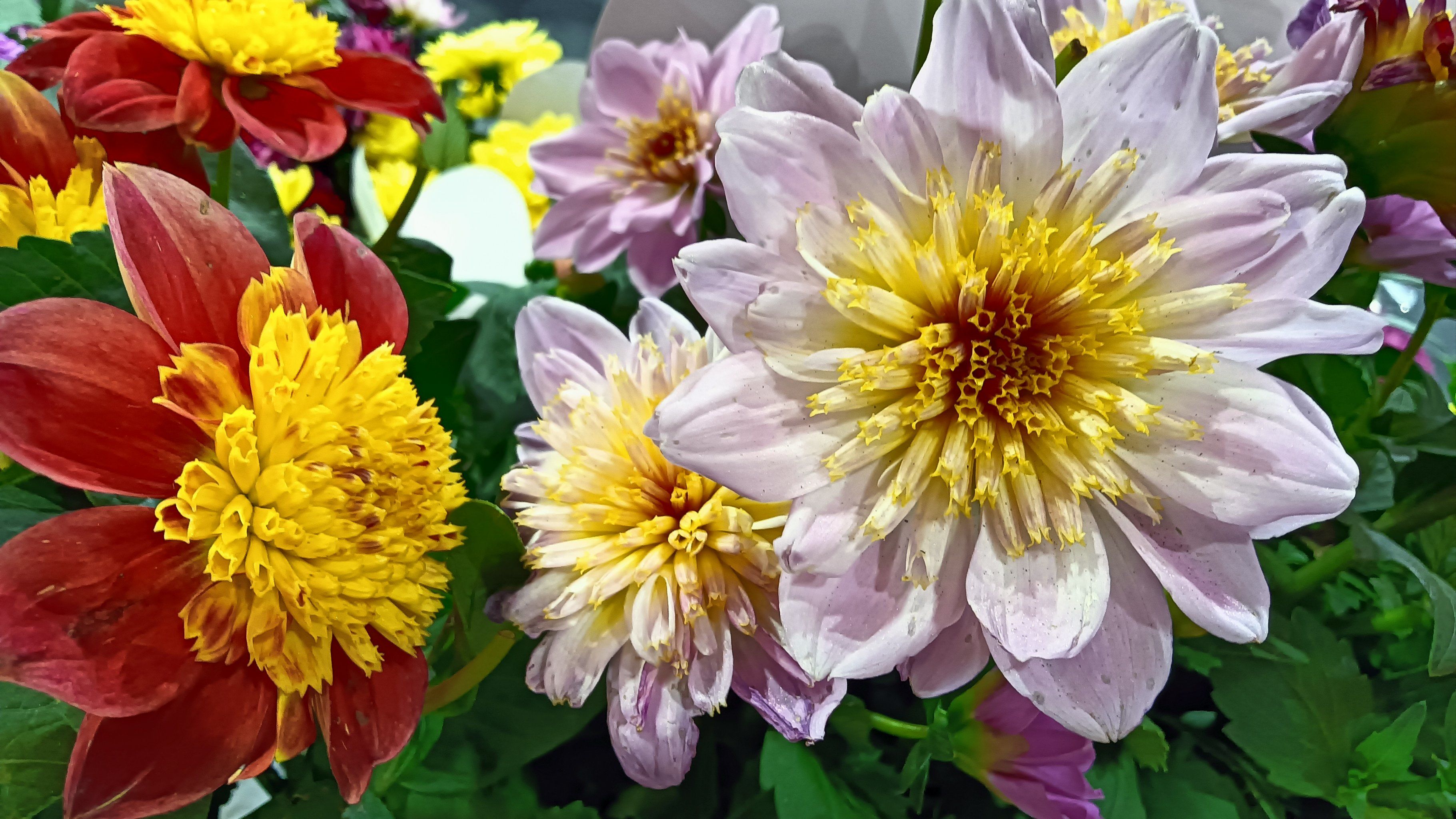 盛开花朵的美景