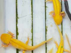 -双季花艺园艺市场(浦东店)