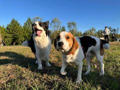 -爪吧宠物乐园 (温榆河示范区店)