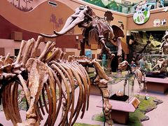 -陕西自然博物馆