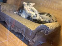 -喵百万·布偶·蓝金金渐层英短·猫舍(百子湾店)