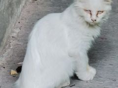 -萌兽医馆·犬猫专科·眼科中心·宠物医院(朝阳门分院)