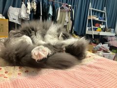 -萌兽医馆·宠物医院·猫骨科(创景店)