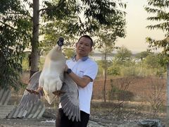 -日日香卤鹅饭店·澄海狮头鹅(澄海店)