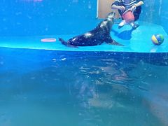 -石家庄海洋公园