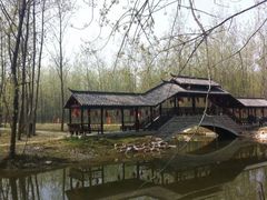 -合肥滨湖国家森林公园