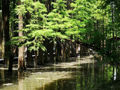 -溱湖国家湿地公园