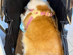 -宠福鑫康馨动物医院·骨科·眼科