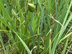 -白塘生态植物园