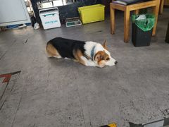 -阿尔法海鲜排档(爱琴海店)