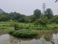 -西湖风景区-江洋畈生态公园