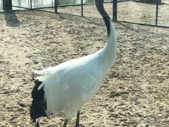 -盐城丹顶鹤湿地生态旅游区