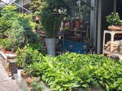 -曲阳花鸟市场(曲阳路店)
