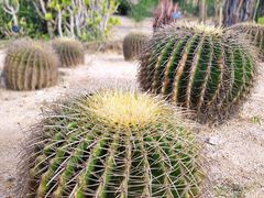 -东莞植物园