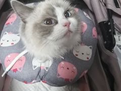 -顺强宠物诊所·狂犬免疫·夜诊·骨科(嘉定店)