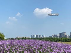 -洋湖国家湿地公园