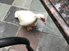 -七仙岭君澜度假酒店·桃源小馆中餐厅