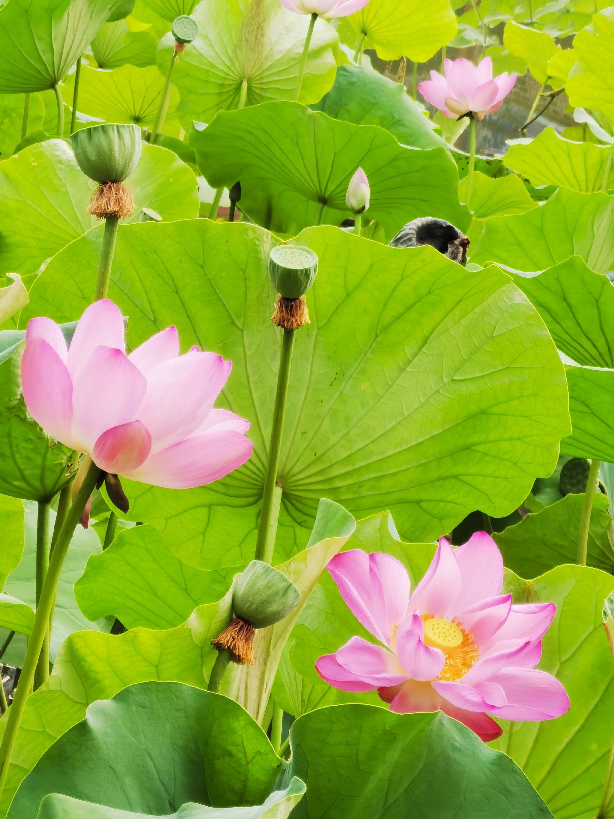盛开花朵的美景