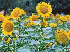 -中国天府农业博览园