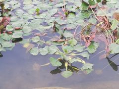 -长广溪湿地公园