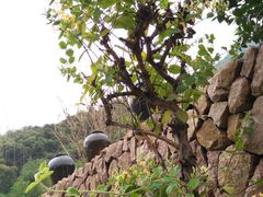 金银花-看见远方·莫干遥远的山民宿