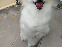 -波姐宠物家庭寄养