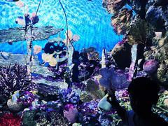 -暹罗海洋世界