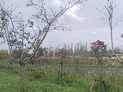 -南通鲜花小镇