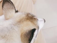 -怪兽屋·羊驼·猫咖·狗咖(俊华广场店)