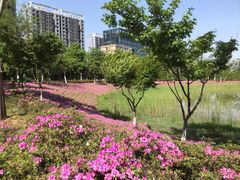 -天鹅湖体育公园