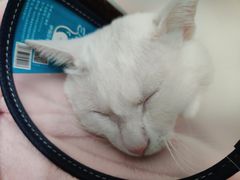 -创凡宠物医院·骨专科  猫科中心(西乡分院)