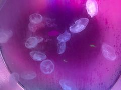 -芜湖新华联大白鲸海洋公园