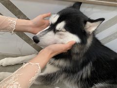 -星多哈·狗咖·拼豆·咖啡