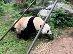 -都江堰中华大熊猫苑